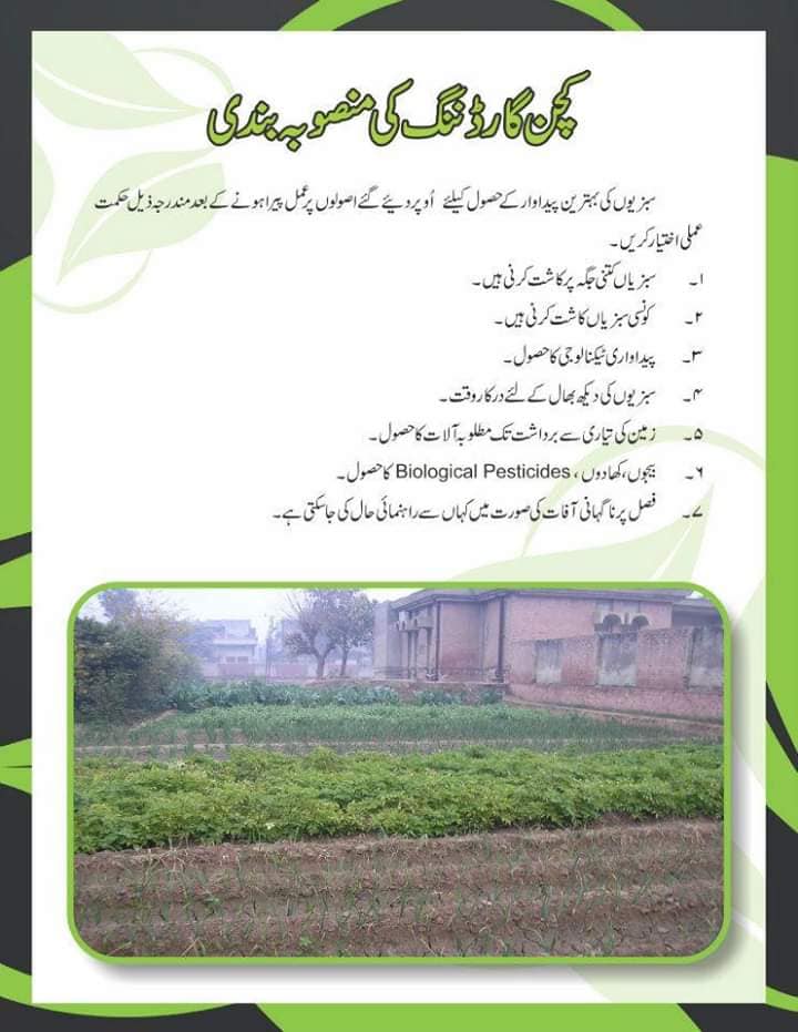 Kitchen Gardening How to Grow Vegetables & Fruits at Home Guide in