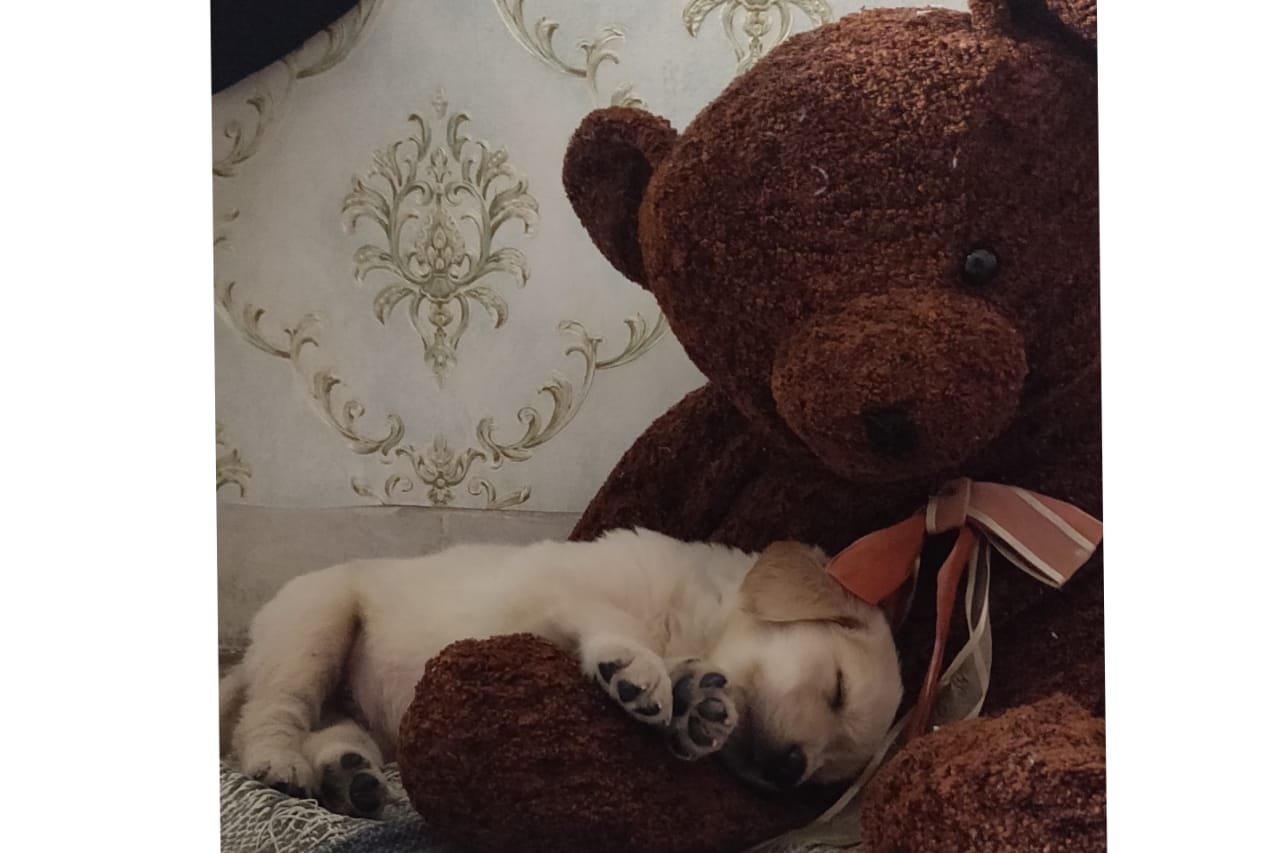 Dog Boarding Bangalore 1 Kennel For Your Pet in BLR