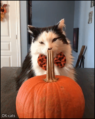 Funny Cat GIF • Oreo and the big pumpkin. Huge yawn like a Halloween ROAAAR Funny Cat GIF • Oreo and the big pumpkin. Huge yawn like a Halloween ROAAAR