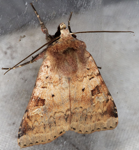 Ingrailed Clay, Diarsia mendica mendica.  Noctuid.  Kent Butterfly Conservation mothing event at Oldbury Hill, 10 June 2012. 