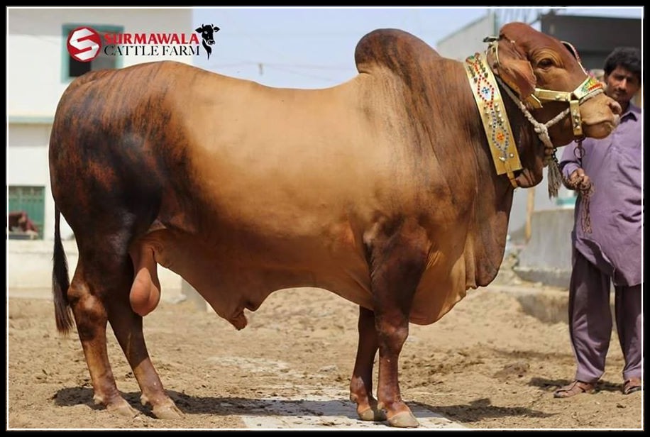 Cow Mandi 2015 Karachi Pakistan - Shehar-e-Karachi  News 