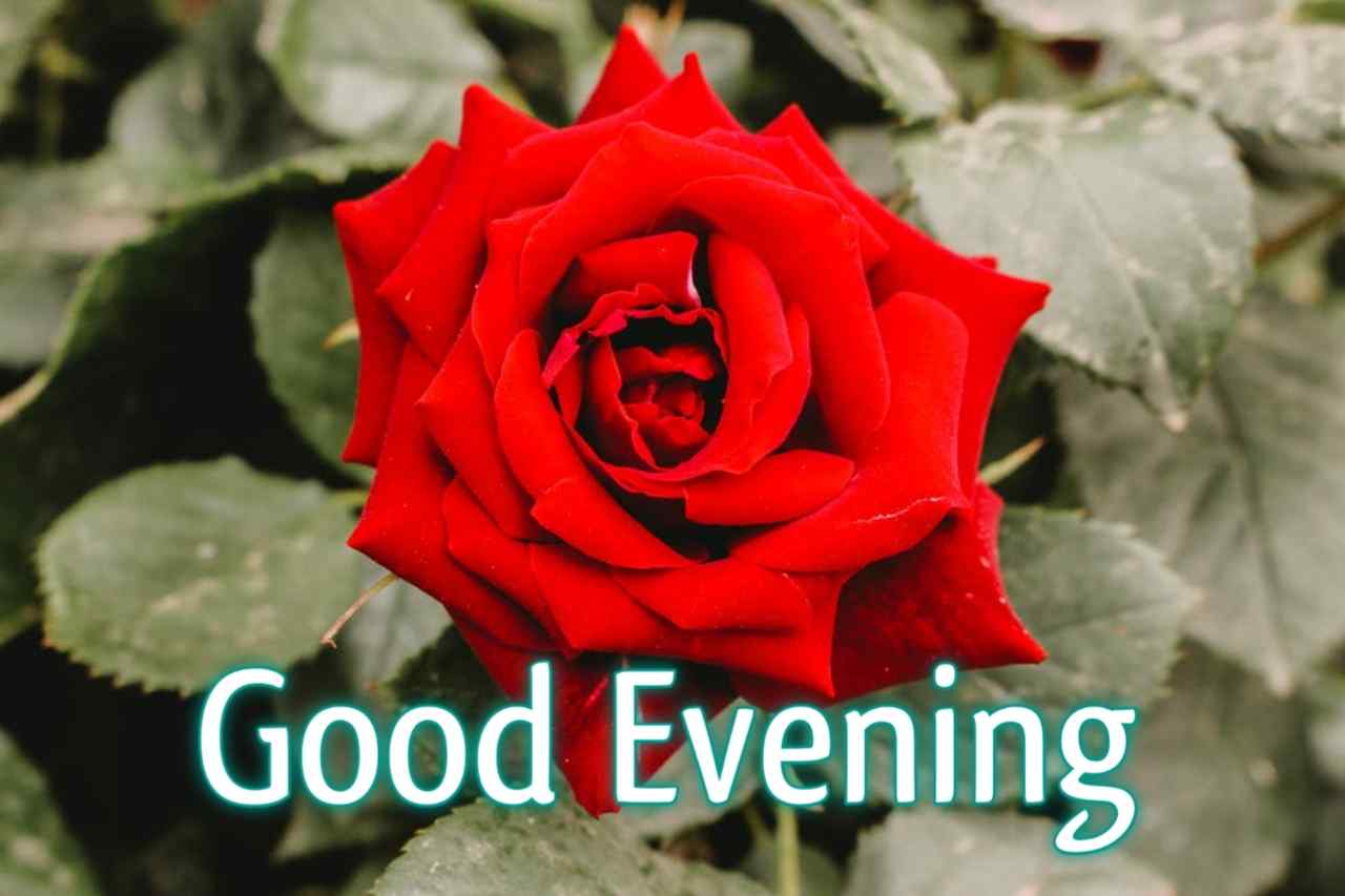 Top 134 Good Morning Wishes With Rose Best Hd Images