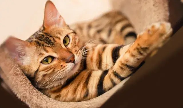 chat du Bengal