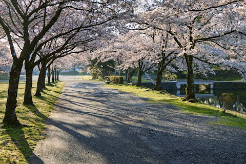 静けき朝の桜 / Cherry Blossoms in the tranquil morning