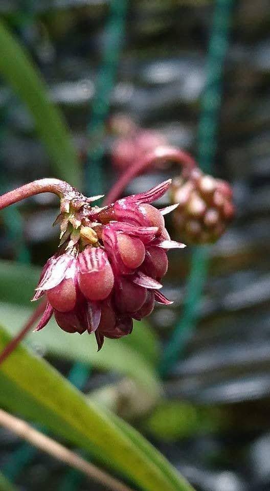 Bulbophyllum apiferum