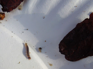 A small insect crawling around leaf debris on a white paper plate.