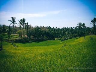 Natural Green Scenery Of Coutryside Rice Fields Landscape On A Sunny Day Ringdikit Village North Bali Indonesia