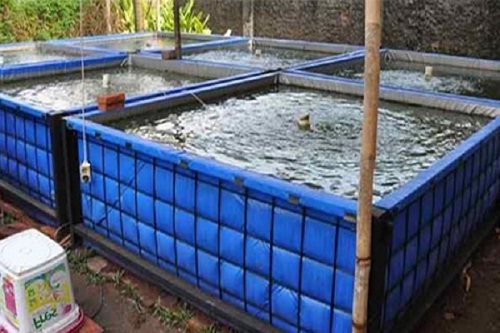 Begini Cara Budidaya Ikan Nila Dengan Kolam Terpal