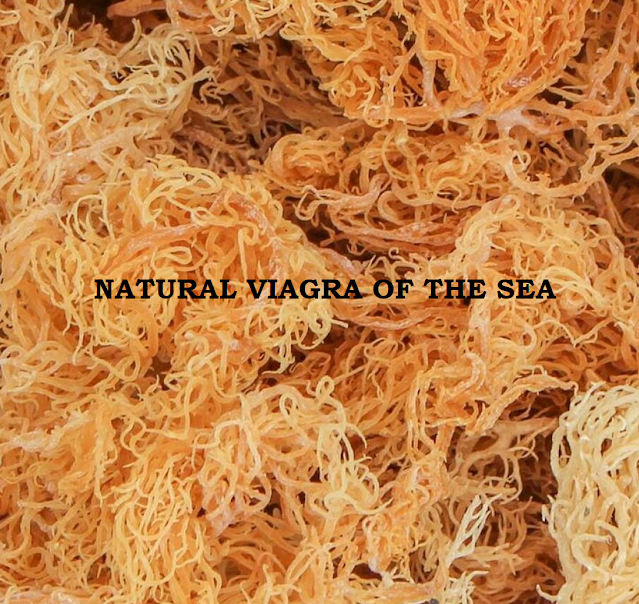 Sea moss has long been touted not only as a superfood for its abilities to moisturize, vitalize, but as an aphrodisiac for men.