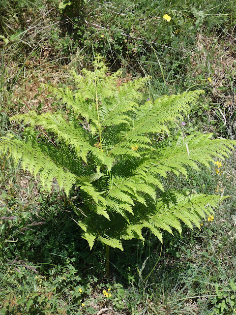 La fougère n'est pas une fleur mais elle vaut quand même le coup d'être mentionnée.