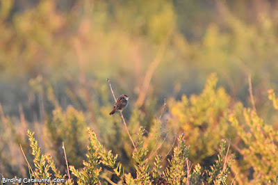 Trist (Cisticola juncidis)