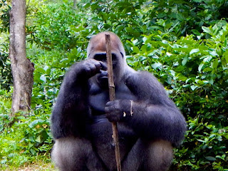 Endangered lowland gorilla, photo by J.J.