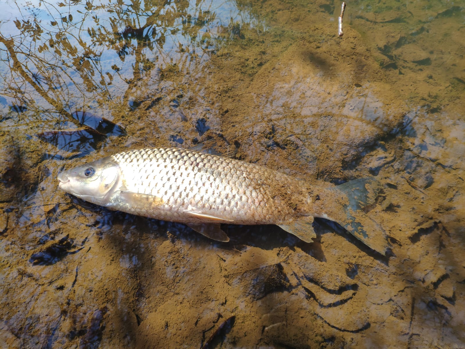 Centenas de peixes estão aparecendo mortos no rio da Onça em Novais