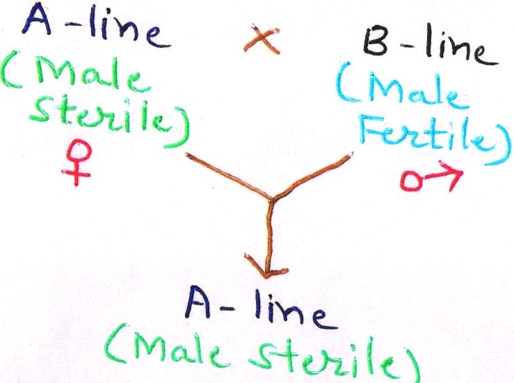 Advances in Hybrid Seed Production in Crop