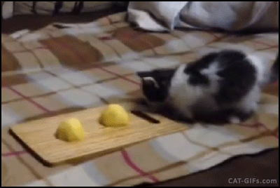 Funny Cat GIF • Funny vegetarian Kitten stealing raw potato. "It's MINE!" Funny Cat GIF • Funny vegetarian Kitten stealing raw potato. "It's MINE!"