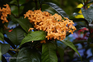 Orange Ixora flower in our home garden