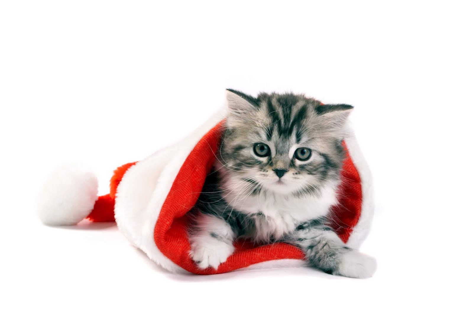 Hình ảnh chú mèo bên cây thông Noel đáng yêu
