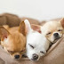 14 Reasons Chihuahuas Are The Cutest Dogs On The Earth