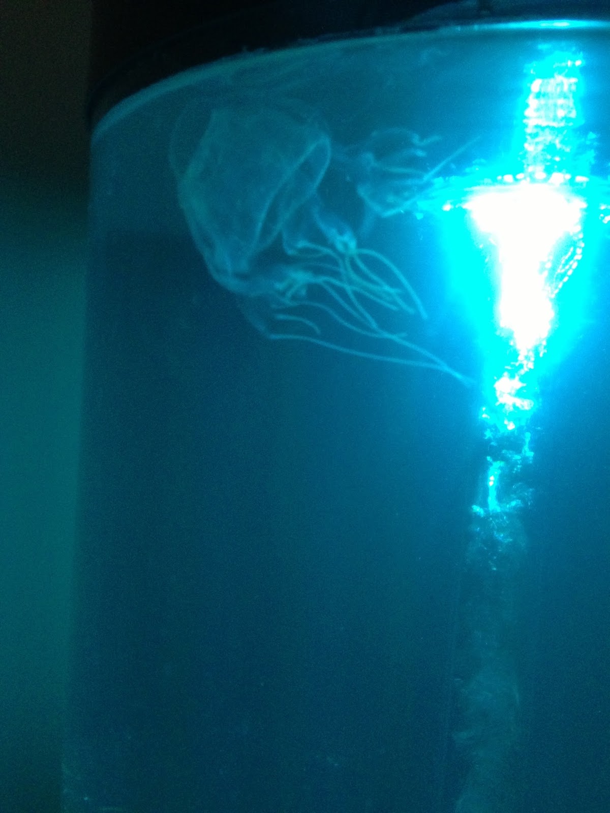 Raising Pet Jellyfish Pictures of my jellies