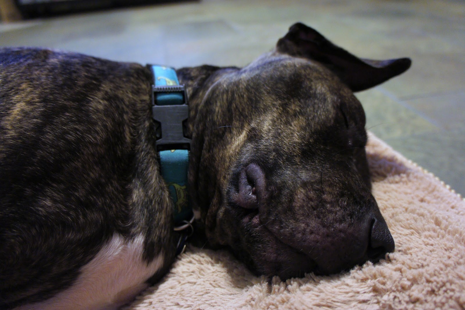 A Dog Named Hank adorable sleeping hank v