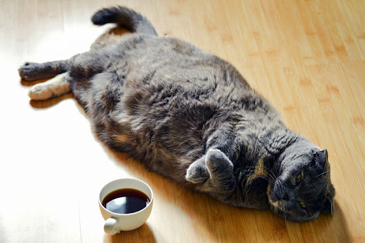 Obese grey cat
