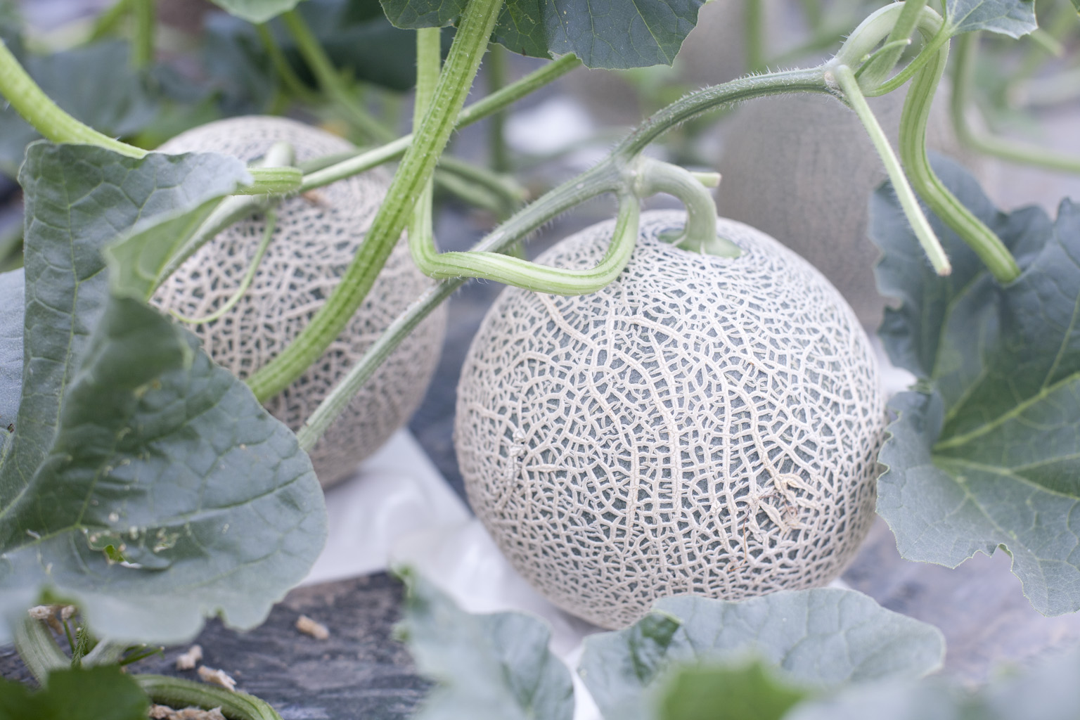 富良野メロン農家 フラノプレゼンツ Would you like furano melons? furanopresents in