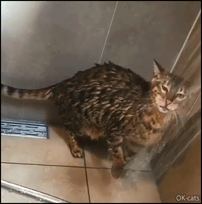 OBG, VID, OKV, Amazing, Crazy, Drinking, Human hand, Incredible, Like humans, OMG, Showers, Water OBG, VID, OKV, Amazing, Crazy, Drinking, Human hand, Incredible, Like humans, OMG, Showers, Water