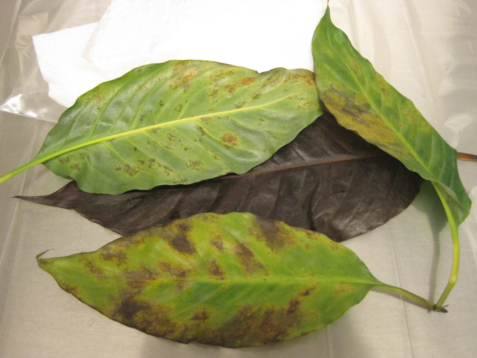 Почему листья становятся коричневыми. Фитофтороз на спатифиллум. Спатифиллум хлороз. Бурая пятнистость на спатифиллум. Хлороз спатифиллума.