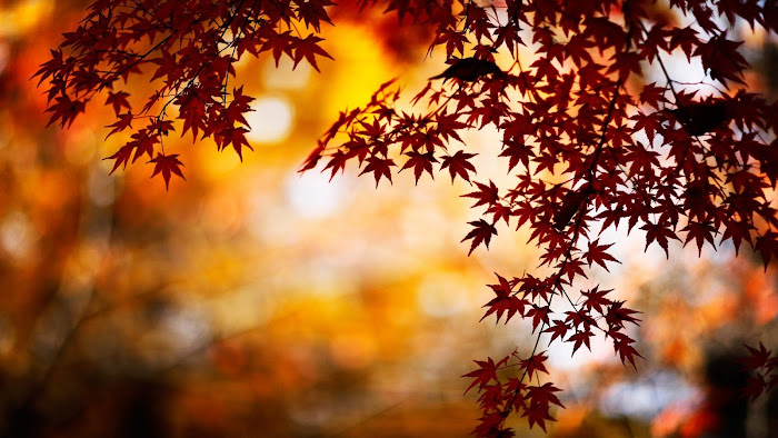 Aesthetic Autumn Laptop Wallpapers  Wallpaper Cave