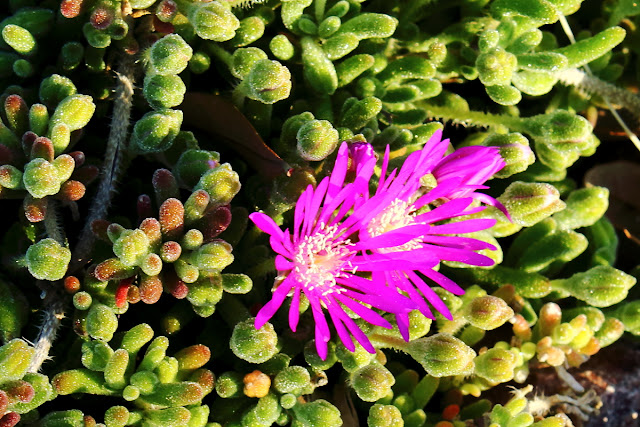 Delosperma cooperi: an image - Ice Plant blossom detail