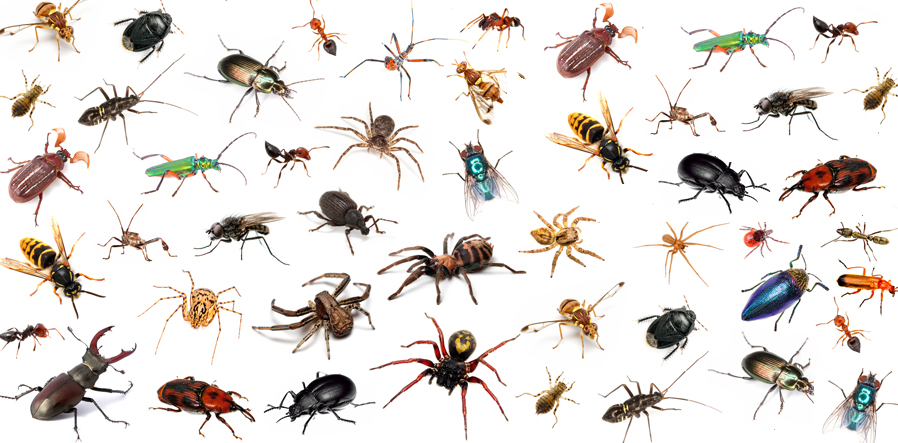 Speurneuzen: Op insectenjacht in je tuin