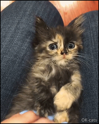 Weird Kitten GIF • Precious tortoise kitty looks so worried. "Mom why are you touching my belly?" Weird Kitten GIF • Precious tortoise kitty looks so worried. "Mom why are you touching my belly?"
