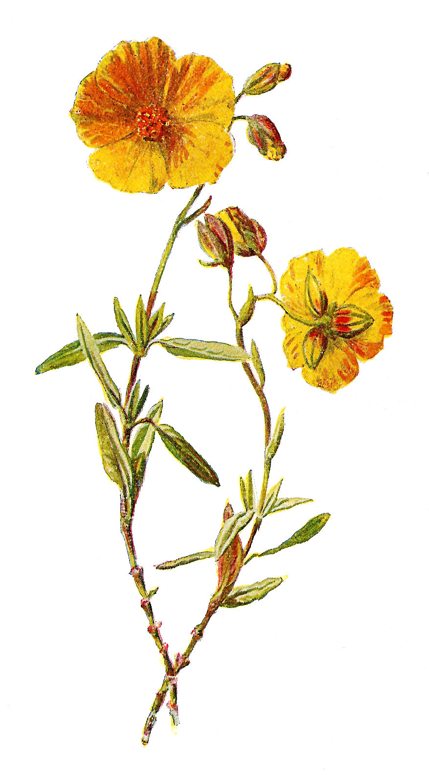 wildflower clip art free - photo #14