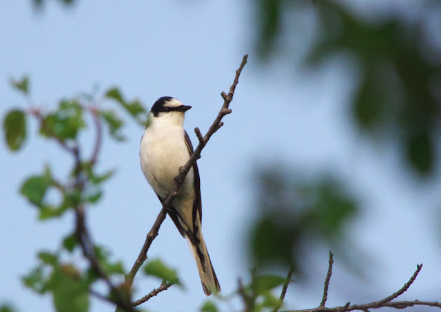 絶滅の危機に瀕しているインターネット上でセンセーションを巻き起こしたサンショウウオ、アホロートルをご紹介します