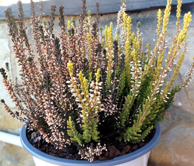 Calluna o brecina (Calluna vulgaris (L.) Hull.).