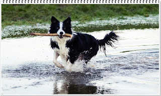 영리한 개 보더콜리 지능 탈모 9