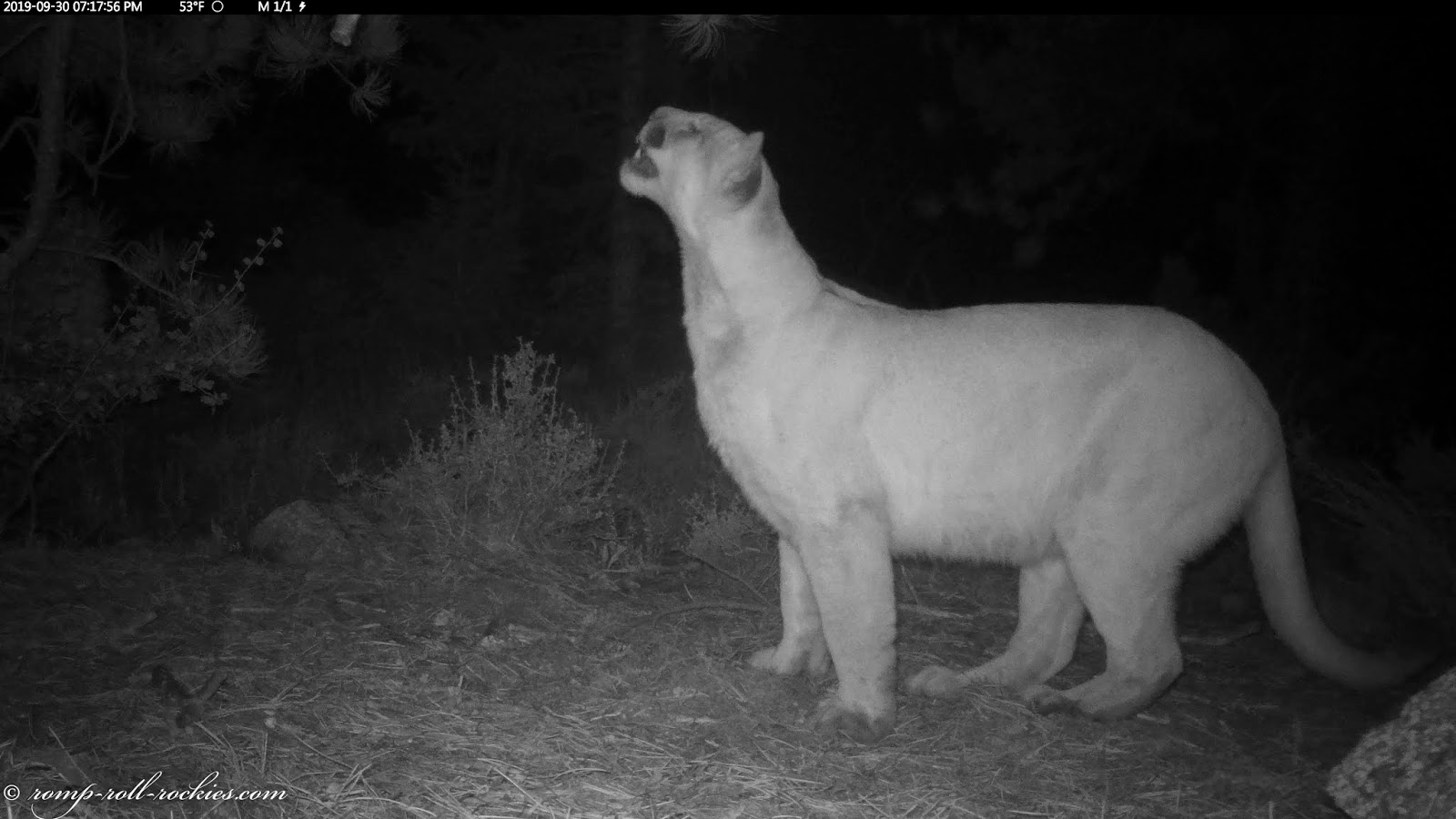 Romping and Rolling in the Rockies A mountain lion sniffs a