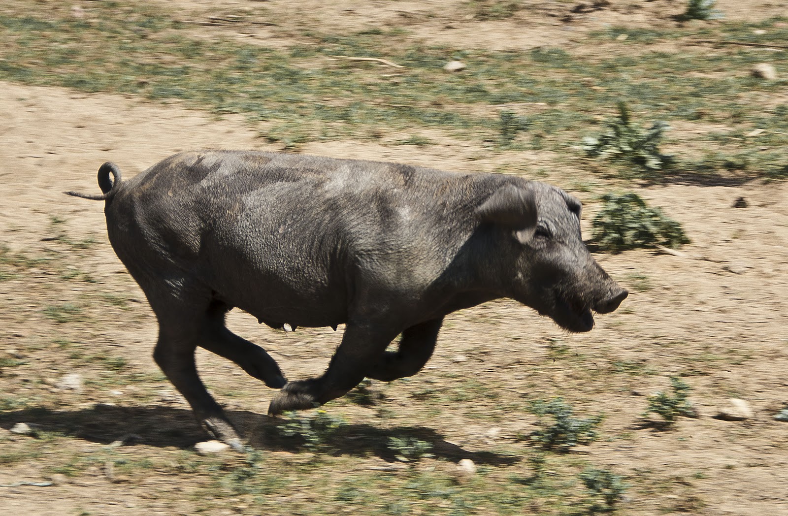 SANTA OLALLA DEL CALA EN 100 FOTOGRAFIAS: CAPITULO VIII. Primera parte ...
