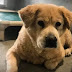 SENIOR DOG SCARED AND ALONE AFTER OWNER SURRENDERED HER AT 12 YEARS OF AGE