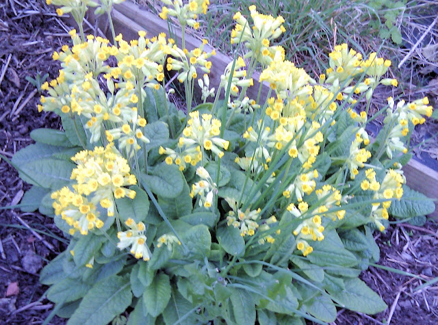 Cowslips