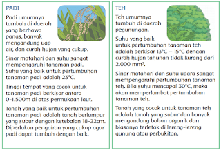 teks tentang tanaman padi dan teh www.simplenews.me
