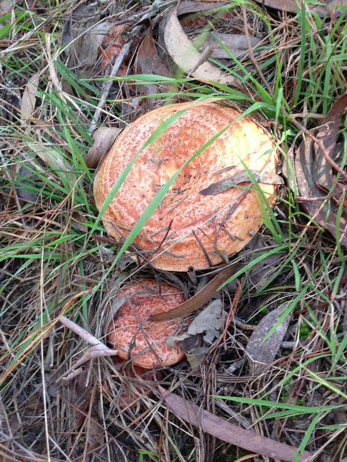 From Our Home Foraging for Pine Mushrooms and Slippery Jacks, Wingello