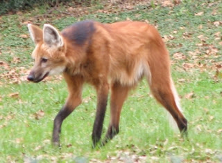 Yeleli kurt (Chrysocyon brachyurus)