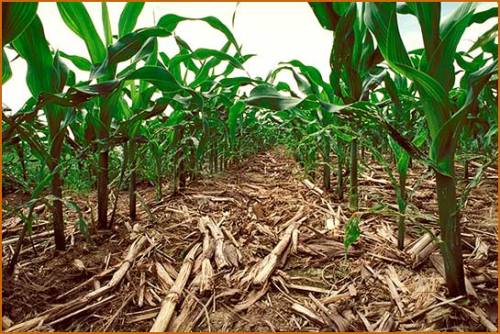Estiagem: Emparn não aconselha plantar milho no Oeste!