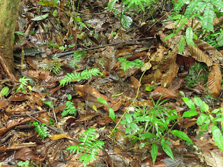 Horned Suriname Frog, Ceratophrys cornuta