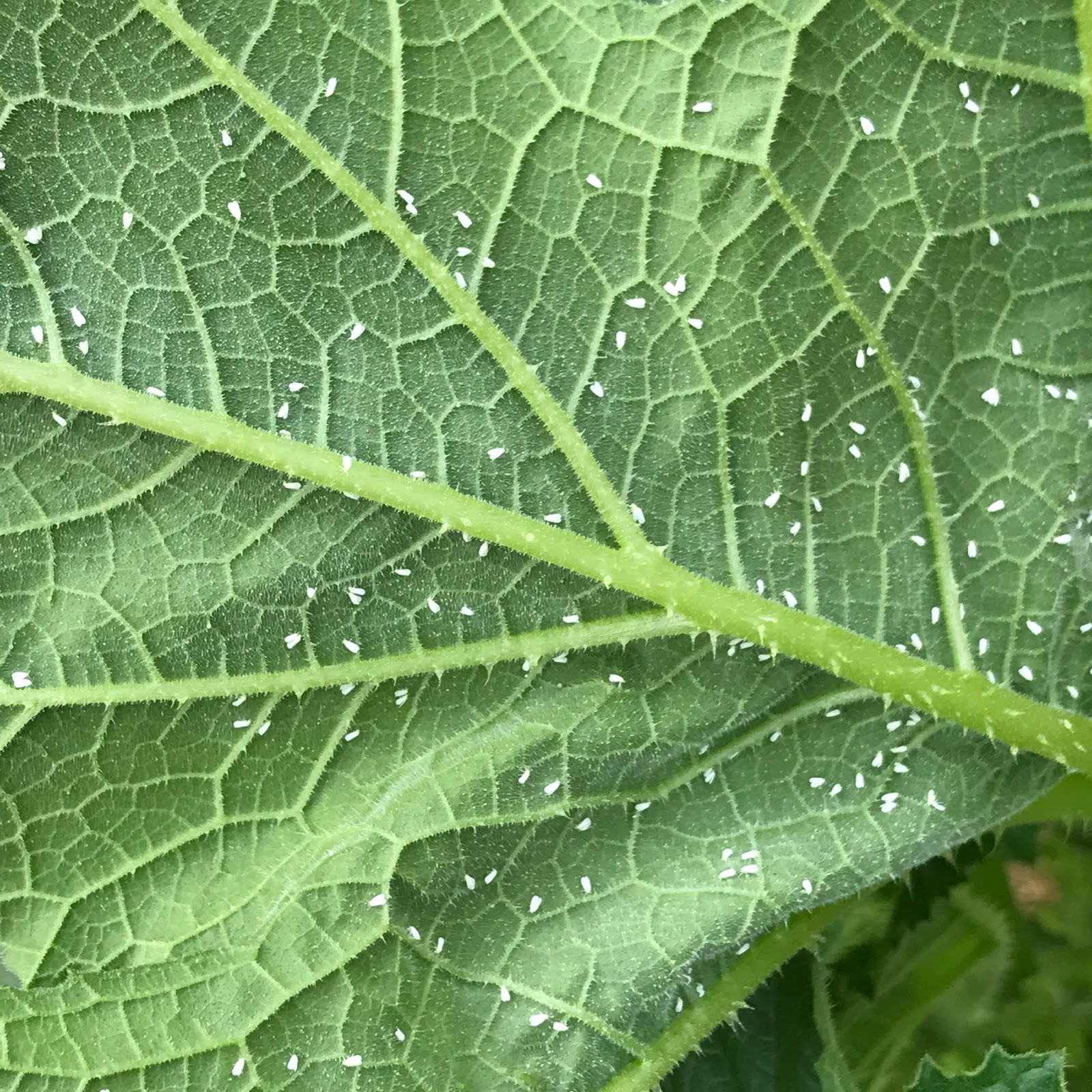 White Specks On Tomato Plants