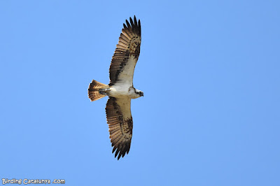 Àguila pescadora (Pandion haliaetus)