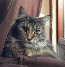 Onze Maine Coon