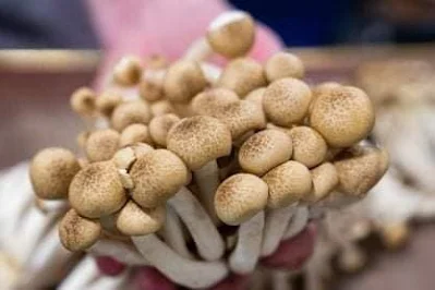 Shimeji Mushroom Benefits