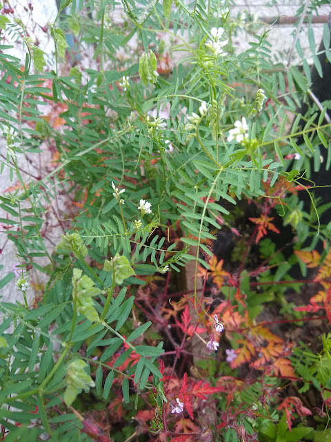 Vicia Hirsuta Plant